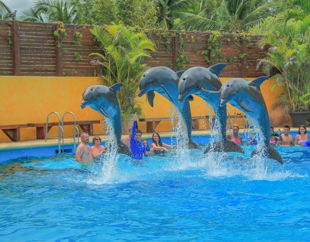 14DOLPHIN ADVENTURE