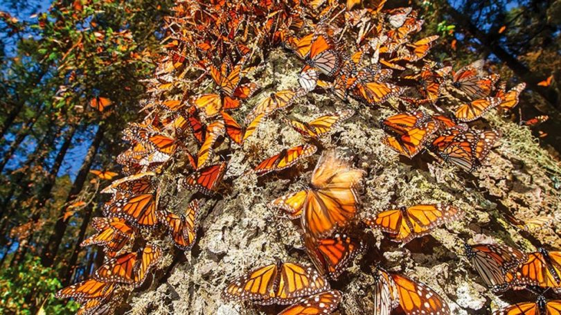 mariposas monarcas mx
